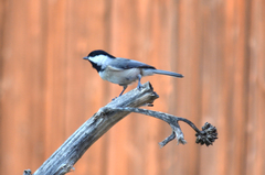 Poecile carolinensis