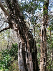 Cenostigma eriostachys