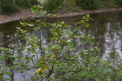 Betula pubescens pumila
