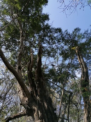 Cenostigma eriostachys