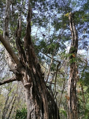 Cenostigma eriostachys