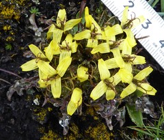 Soroseris hookeriana erysimoides