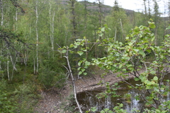 Betula pubescens pumila