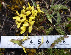 Soroseris hookeriana erysimoides