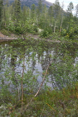 Betula pubescens pumila