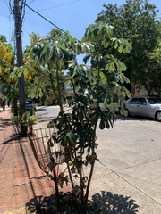 Cecropia pachystachya