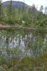 Betula pubescens pumila