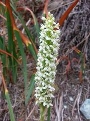 Platanthera elegans elegans