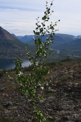 Betula pubescens pumila