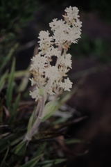 Milligania densiflora