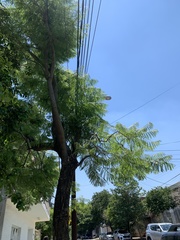 Jacaranda mimosifolia