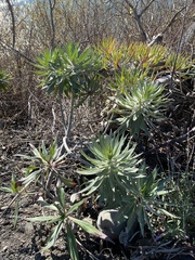 Echium pininana