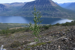 Betula pubescens pumila