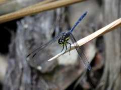 Agrionoptera longitudinalis biserialis