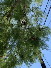 Jacaranda mimosifolia