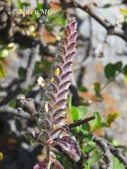 Tetramerium