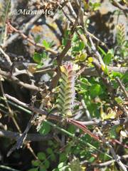 Tetramerium