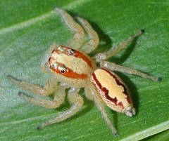 Cytaea alburna