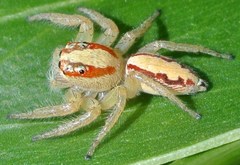 Cytaea alburna