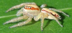 Cytaea alburna