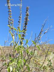 Salvia connivens