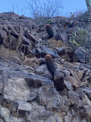 Ferocactus gracilis gracilis