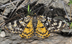 Eurranthis plummistaria