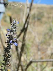 Salvia connivens