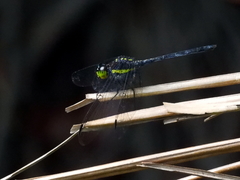 Agrionoptera longitudinalis biserialis