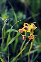 Ophrys lutea phryganae