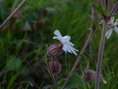 Bladder campion (Silene latifolia)