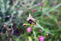 Ophrys ferrum-equinum