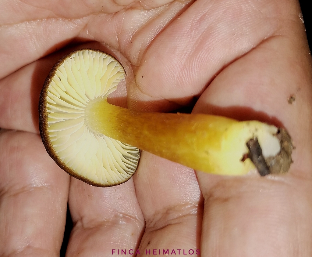 Hygrocybe macrosiparia