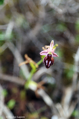 Ophrys ferrum-equinum
