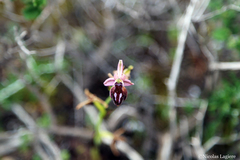 Ophrys ferrum-equinum