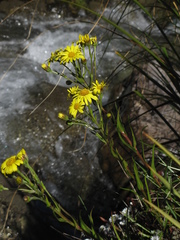 Dolichoglottis lyallii