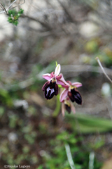 Ophrys ferrum-equinum