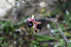 Ophrys ferrum-equinum