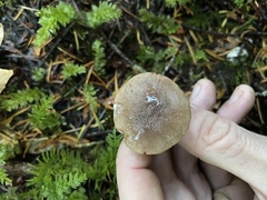 Lactarius occidentalis