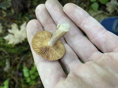 Lactarius occidentalis