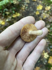 Lactarius occidentalis