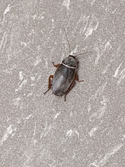 Simandoa conserfariam