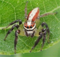 Cytaea alburna