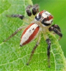 Cytaea alburna