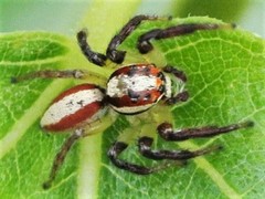 Cytaea alburna