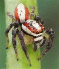 Cytaea alburna