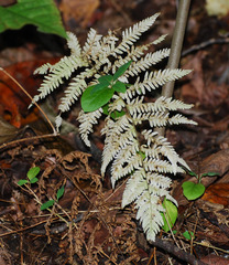 Athyrium niponicum