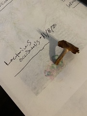 Lactarius occidentalis