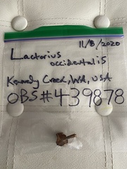 Lactarius occidentalis