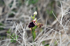 Ophrys ferrum-equinum